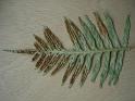 1 polypode
